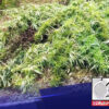 Pinaigting ng Philippine National Police (PNP) ang pagsuyod sa mga taniman ng marijuana sa Benguet at Kalinga.
