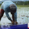 Higit 1.5-M eligible rice farmers, inaasahang makatatanggap ng ayuda simula ngayong 3rd quarter ng 2022