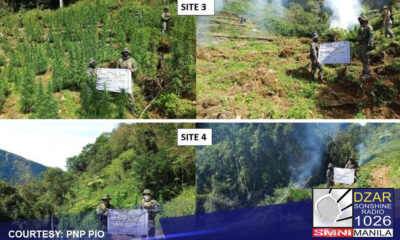 P14.3-M fully-grown marijuana plants, sinira sa Cordillera