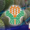 DA, naghahanda na para sa pag-export ng durian sa China