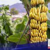 BPI, kumikilos na para solusyunan ang sakit na pumipinsala sa banana industry sa Mindanao