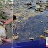 Isda at ilang lamang dagat sa Oriental Mindoro, kontaminado na rin ng langis