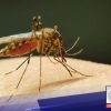 Kaso ng dengue sa bansa, dumoble sa unang quarter ng 2023