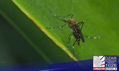 Pagtaas ng kaso ng dengue sa bansa, ikinababahala ng grupo ng mga ospital