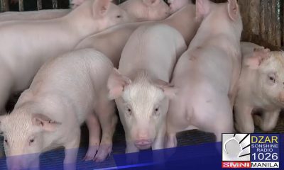 ASF, nanatili pa ring banta sa livestock industry – DA