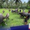 Nasa 10-K farm animals sa Albay, pwersahang inilikas dahil sa patuloy na pag-aalburoto ng Bulkang Mayon