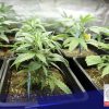 DOH, hindi suportado ang marijuana cultivation at paggawa ng cannabis products sa bansa