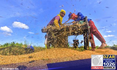 Produksyon ng palay sa unang bahagi ng 2024, bumaba – PSA