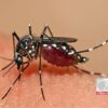 Kabuoang kaso ng dengue sa bansa, bumaba ng 23% — DOH